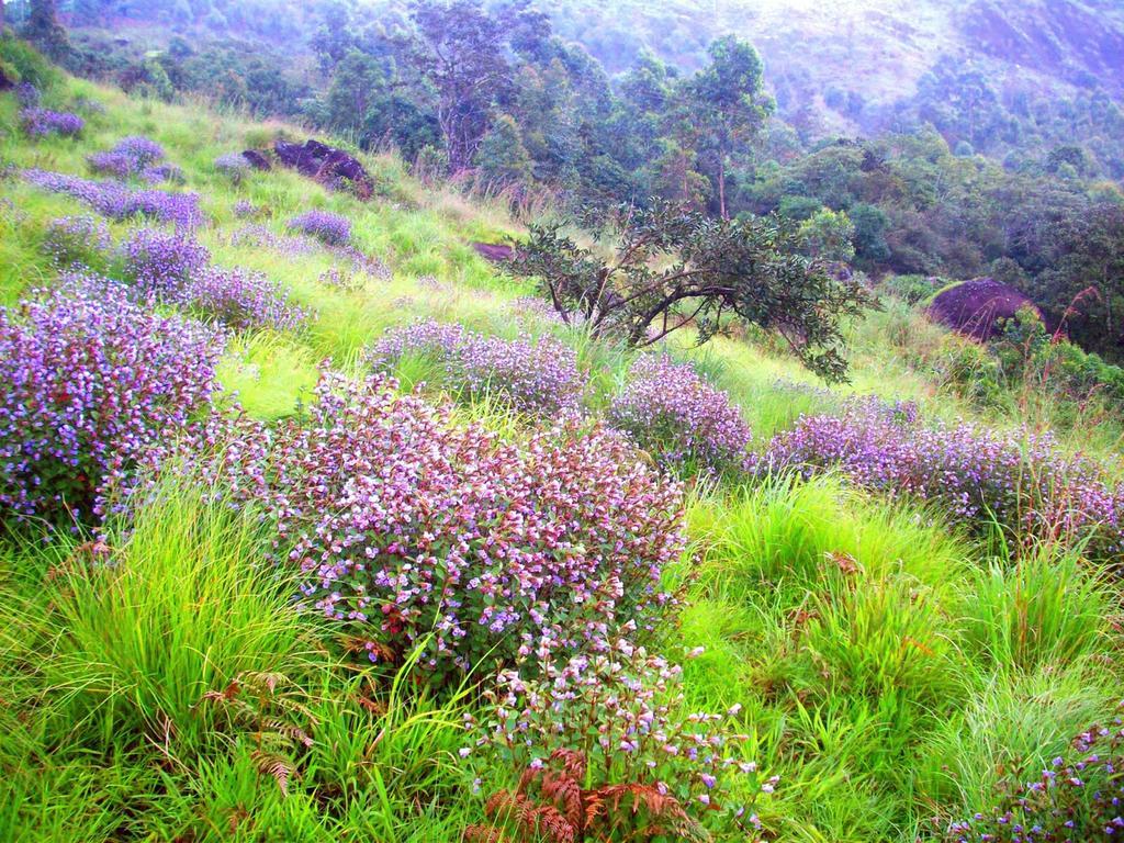 Elysium Garden Hotel Munnar Bagian luar foto